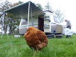 FZ022534 Sleeping chicken by caravan.jpg